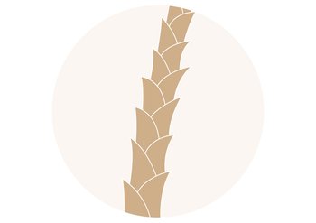 Beżowe pasmo włosów z nakładającymi się łuskami, pionowo w jasnym kółku