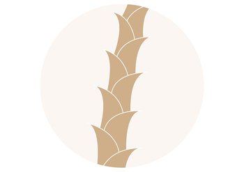 Beżowa ilustracja włosa z nakładającymi się, uniesionymi łuskami, pionowo w jasnym kółku